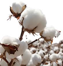 COTTON ROLL 400GM